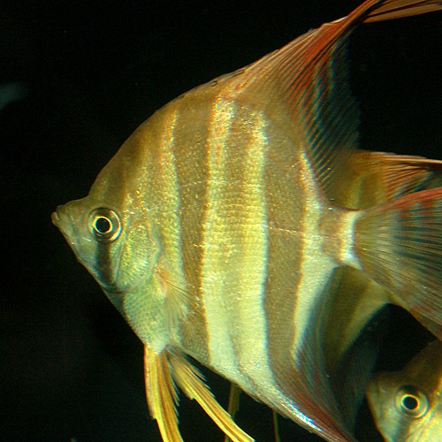 ���륿�२�󥼥롡L��XL��������3ɤ (Ǯ�ӵ�)