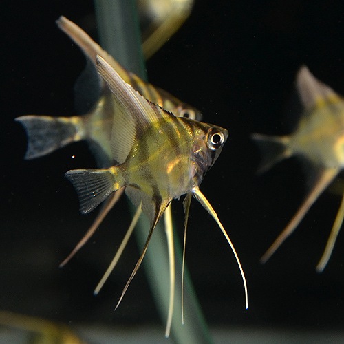 ���륿�२�󥼥�  SS��S��������5ɤ(Ǯ�ӵ�)