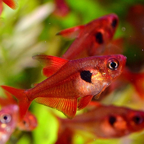 レッドファントムテトラ ルブラ ワイルド 5匹 熱帯魚 熱帯魚 エビ カラシン テトラ 熱帯魚 海水魚 通販ショップ アクアライズ レッドファントムテトラ ルブラ ワイルド 5匹 熱帯魚 熱帯魚 エビ カラシン テトラ 熱帯魚 海水魚 通販ショップ アクアライズ