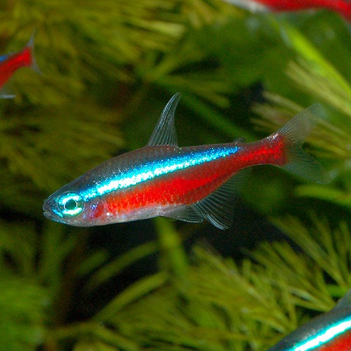 �������ʥ�ƥȥ顡 SM��������1ɤ��(Ǯ�ӵ�)