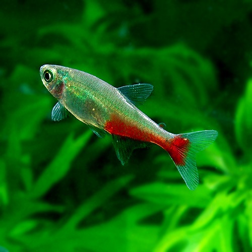 グリーンファイヤーテトラ 1匹 熱帯魚 熱帯魚 エビ カラシン テトラ 熱帯魚 海水魚 通販ショップ アクアライズ
