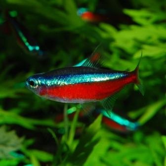 �������ʥ�ƥȥ顡XL�������� 1ɤ��(Ǯ�ӵ�)