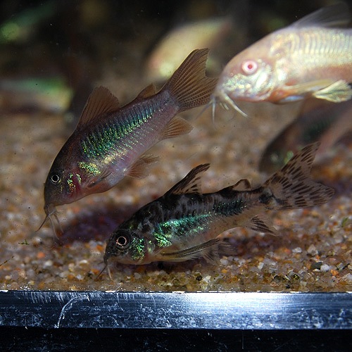 Co.ͥʥ֥꡼ɸΡ1ɤ(Ǯӵ)