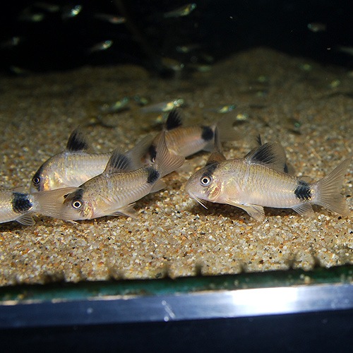 Co.�ѥ���ʥ磻��ɸ��Ρ�(Ǯ�ӵ�)