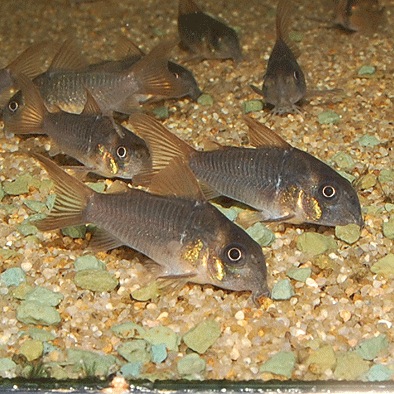 Co.���󥳥�����ʥ磻��ɸ��Ρ�1ɤ��Ǯ�ӵ���