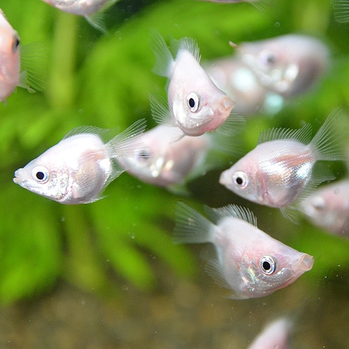 �Х롼�󥭥å��󥰥���ߡ���1ɤ��(Ǯ�ӵ�)