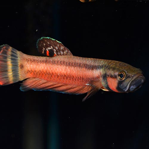 �٥����ޥ������ȥޡ���Brunei���ɡ�1pr�� (Ǯ�ӵ�)