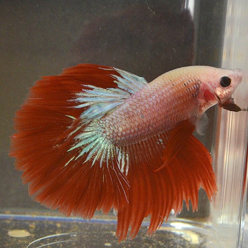 ���硼�٥����饤�ȥ��졼�ɡ�����(Ǯ�ӵ�)