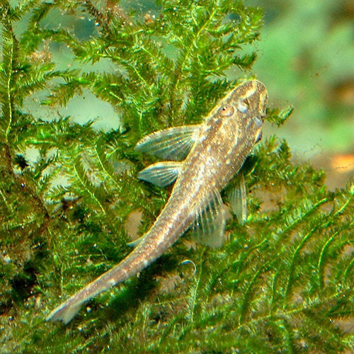 オトシン ネグロ 1匹 熱帯魚 熱帯魚 エビ ラスボラ 他小型魚 熱帯魚 海水魚 通販ショップ アクアライズ