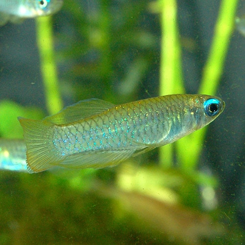 ���եꥫ����ץ���  SM�����������1ɤ��(Ǯ�ӵ�)