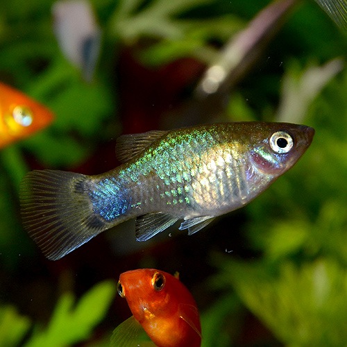 ミッキーマウスプラティー ミックスカラー Mサイズ 合計5匹 4匹 1匹サービス 熱帯魚 熱帯魚 エビ ラスボラ 他小型魚 熱帯魚 海水魚 通販ショップ アクアライズ