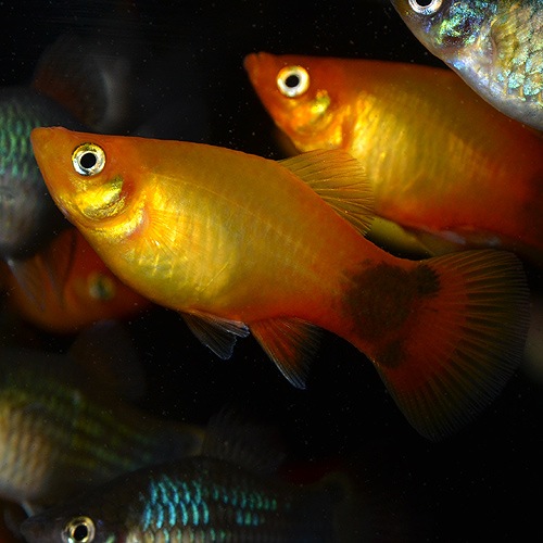ミッキーマウスプラティー サンセット Lサイズ 合計5匹 4匹 1匹サービス 熱帯魚 熱帯魚 エビ ラスボラ 他小型魚 熱帯魚 海水魚 通販ショップ アクアライズ