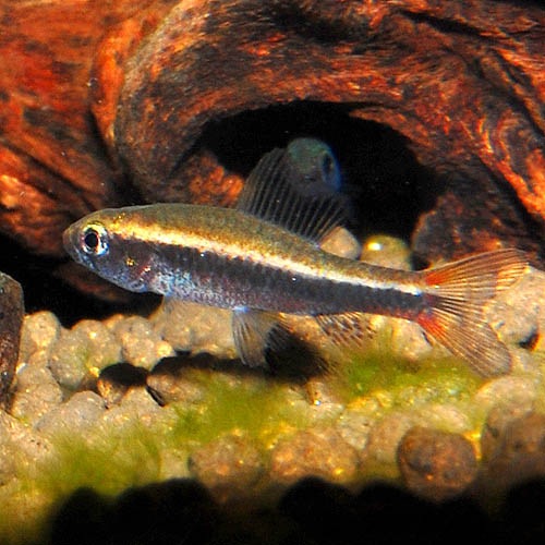 ワイツマニーテトラ 5匹 熱帯魚 熱帯魚 エビ 珍カラ 熱帯魚 海水魚 通販ショップ アクアライズ ワイツマニーテトラ 5匹 熱帯魚 熱帯魚 エビ 珍カラ 熱帯魚 海水魚 通販ショップ アクアライズ