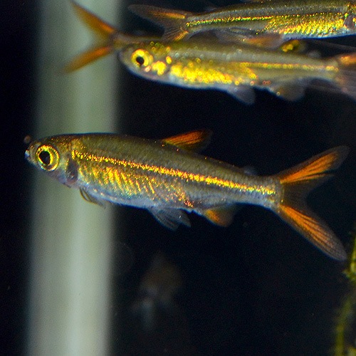 �����꡼�ӡ���ƥȥ�ʥ磻��ɡˡ�1ɤ��(Ǯ�ӵ�)