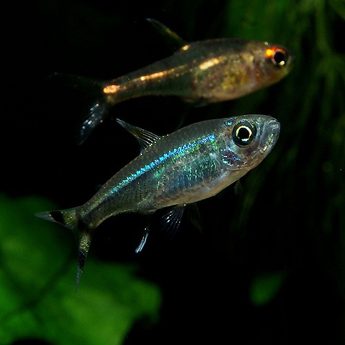 ���������ơ��륫�饷�󡡥ͥ��󥰥꡼��1ɤ����Wild�ɡ�(Ǯ�ӵ�)