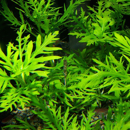 ���꡼��������ƥȥ顡�ꥪ�ץ�åȡ���ɤ����Wild�ɡ���(Ǯ�ӵ�)