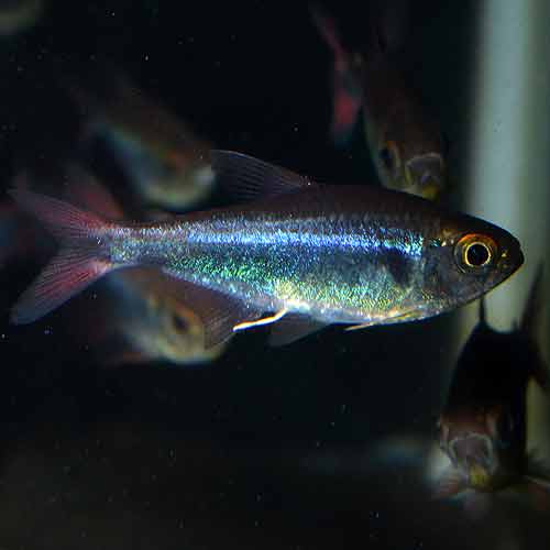 �ե��饬�ƥȥ顡wild��5ɤ��(Ǯ�ӵ�)