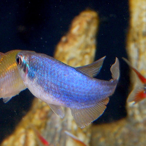 インパクティスケリー スーパーブルー 3匹 熱帯魚 熱帯魚 エビ 珍カラ 熱帯魚 海水魚 通販ショップ アクアライズ