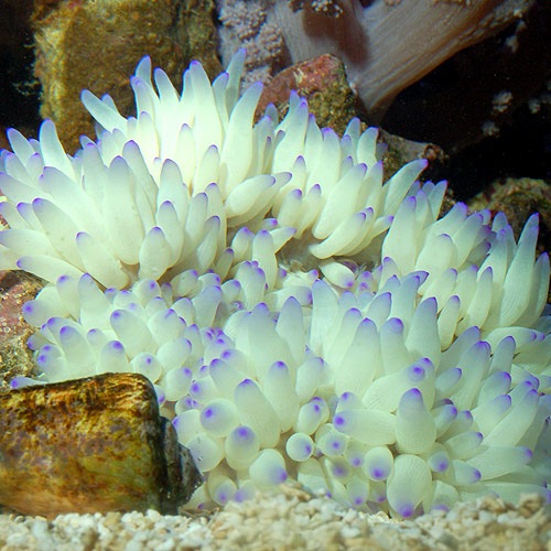 シライトイソギンチャク ｓ ｍサイズ 海水魚 海水魚 サンゴ イソギンチャク 熱帯魚 海水魚 通販ショップ アクアライズ