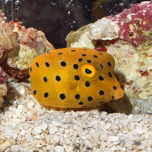 ミナミハコフグ S Smサイズ 海水魚 海水魚 サンゴ フグ イザリ マツカサ 熱帯魚 海水魚 通販ショップ アクアライズ