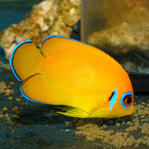 レモンピール マーシャル産 Sm Mサイズ 海水魚 海水魚 サンゴ ヤッコ 小型 熱帯魚 海水魚 通販ショップ アクアライズ