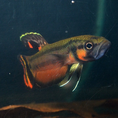 �٥����ޥ������ȥޡ���Marudi���ɡ�1pr��2903a (Ǯ�ӵ�)