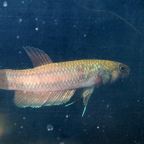 �٥����ޥ������ȥޡ���Marudi���ɡ�1pr��2903a (Ǯ�ӵ�)