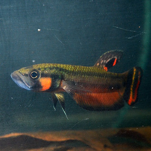 �٥����ޥ������ȥޡ���Marudi���ɡ�1pr��2903a (Ǯ�ӵ�)