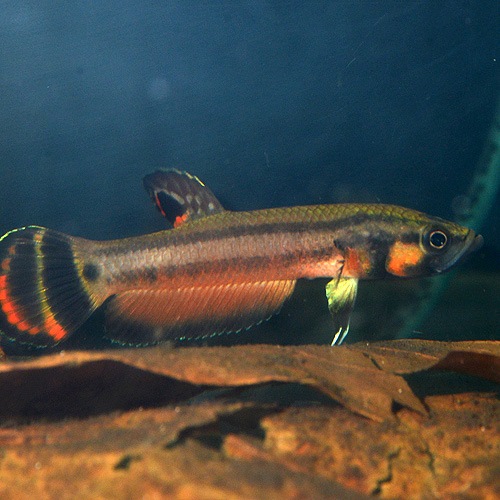 �٥����ޥ������ȥޡ���Marudi���ɡ�1pr��2903a (Ǯ�ӵ�)