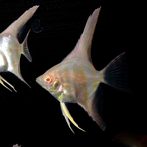 ��åɥ��������󥼥롡SS��S��������1ɤ(Ǯ�ӵ�)