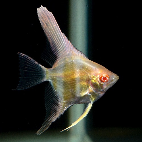 ��åɥ��������󥼥롡SS��S��������1ɤ(Ǯ�ӵ�)