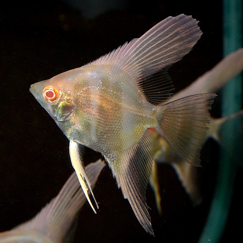 ��åɥ��������󥼥롡SS��S��������1ɤ(Ǯ�ӵ�)