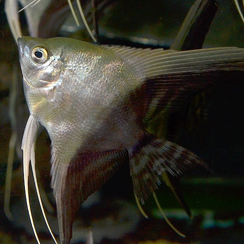 �ϡ��ե֥�å����󥼥롡S��SM��������3ɤ��Ǯ�ӵ���