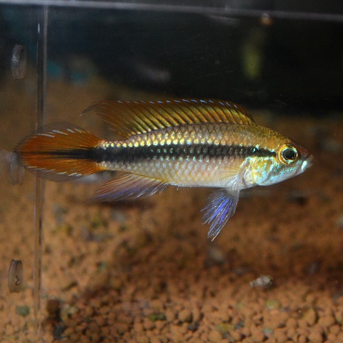 ApåɥɡMMLȥ֥꡼ɡɡ1Pr(Ǯӵ)