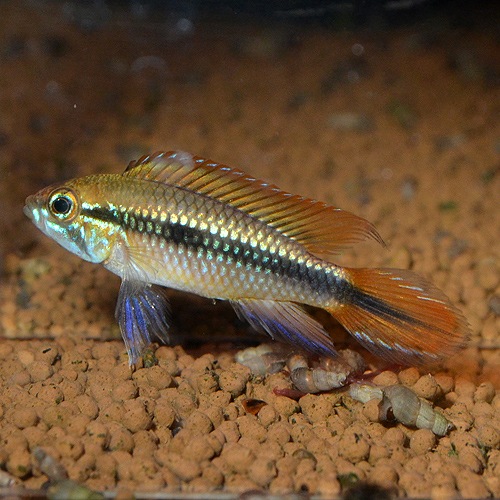 ApåɥɡMMLȥ֥꡼ɡɡ1Pr(Ǯӵ)