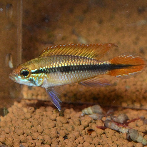 ApåɥɡMMLȥ֥꡼ɡɡ1Pr(Ǯӵ)