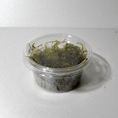 ���������⥹�����å����ꡡ(����)