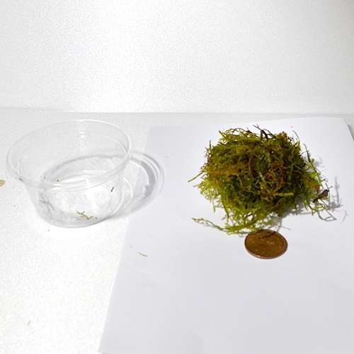 ���������⥹�����å����ꡡ(����)