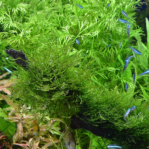 ���������⥹�����å����ꡡ(����)