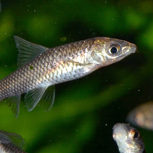 銀製熱帯魚 シルバーハチェット（ワイルド）1匹(熱帯魚) | 熱帯魚・エビ,カラシン