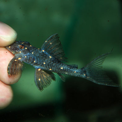 �ޥ������ɥե���ȥ�ץ쥳(Ǯ�ӵ�)