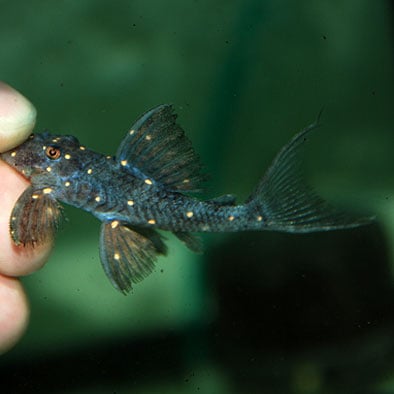 �ޥ������ɥե���ȥ�ץ쥳(Ǯ�ӵ�)