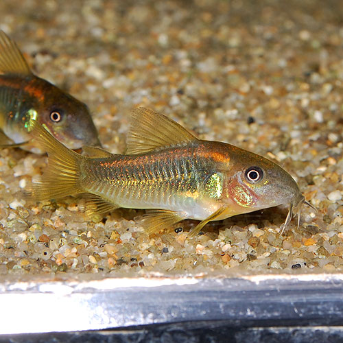 Co イルミネータスオレンジ3匹 ブリード個体 熱帯魚 熱帯魚 エビ コリドラス 熱帯魚 海水魚 通販ショップ アクアライズ Co イルミネータスオレンジ3匹 ブリード個体 熱帯魚 熱帯魚 エビ コリドラス 熱帯魚 海水魚 通販ショップ アクアライズ