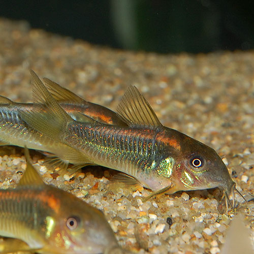 Co イルミネータスオレンジ3匹 ブリード個体 熱帯魚 熱帯魚 エビ コリドラス 熱帯魚 海水魚 通販ショップ アクアライズ Co イルミネータスオレンジ3匹 ブリード個体 熱帯魚 熱帯魚 エビ コリドラス 熱帯魚 海水魚 通販ショップ アクアライズ