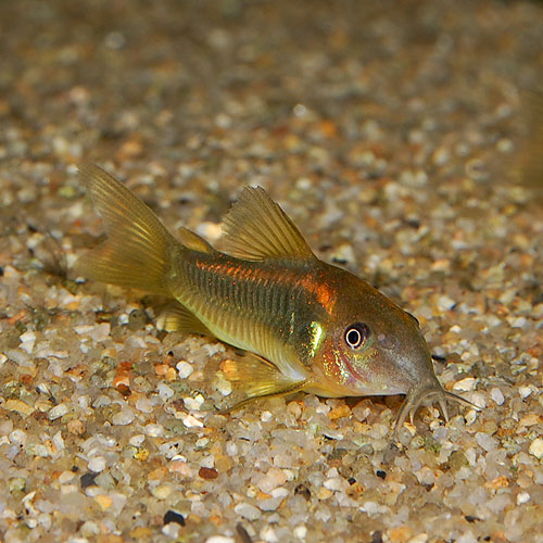 Co イルミネータスオレンジ3匹 ブリード個体 熱帯魚 熱帯魚 エビ コリドラス 熱帯魚 海水魚 通販ショップ アクアライズ Co イルミネータスオレンジ3匹 ブリード個体 熱帯魚 熱帯魚 エビ コリドラス 熱帯魚 海水魚 通販ショップ アクアライズ