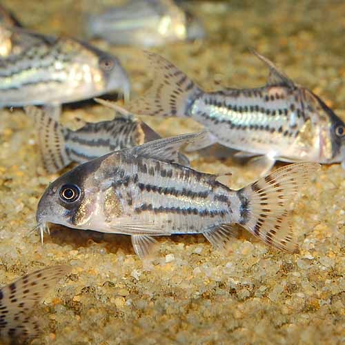 Co.シュワルツィ（ワイルド個体） M～MLサイズ 1匹(熱帯魚