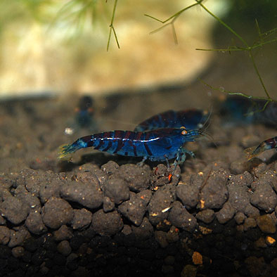 ������ǥ󥢥�������ץ������֥롼5ɤ(Ǯ�ӵ���