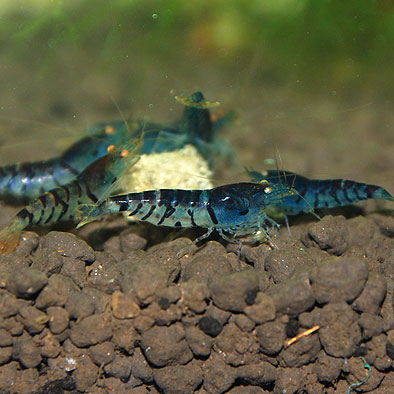 ������ǥ󥢥�������ץ������֥롼5ɤ(Ǯ�ӵ���