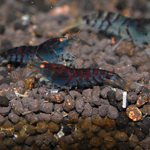 ������ǥ󥢥�������ץ������֥롼5ɤ(Ǯ�ӵ���