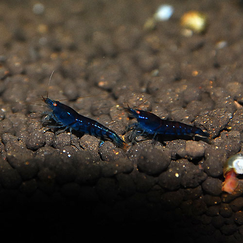 ������ǥ󥢥�������ץ������֥롼5ɤ(Ǯ�ӵ���